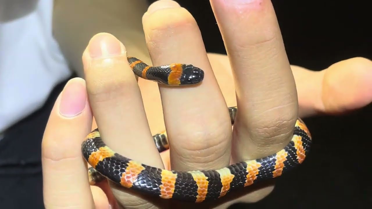 Liu’s Wolf snake (Lycodon liuchengchaoi), Beijing