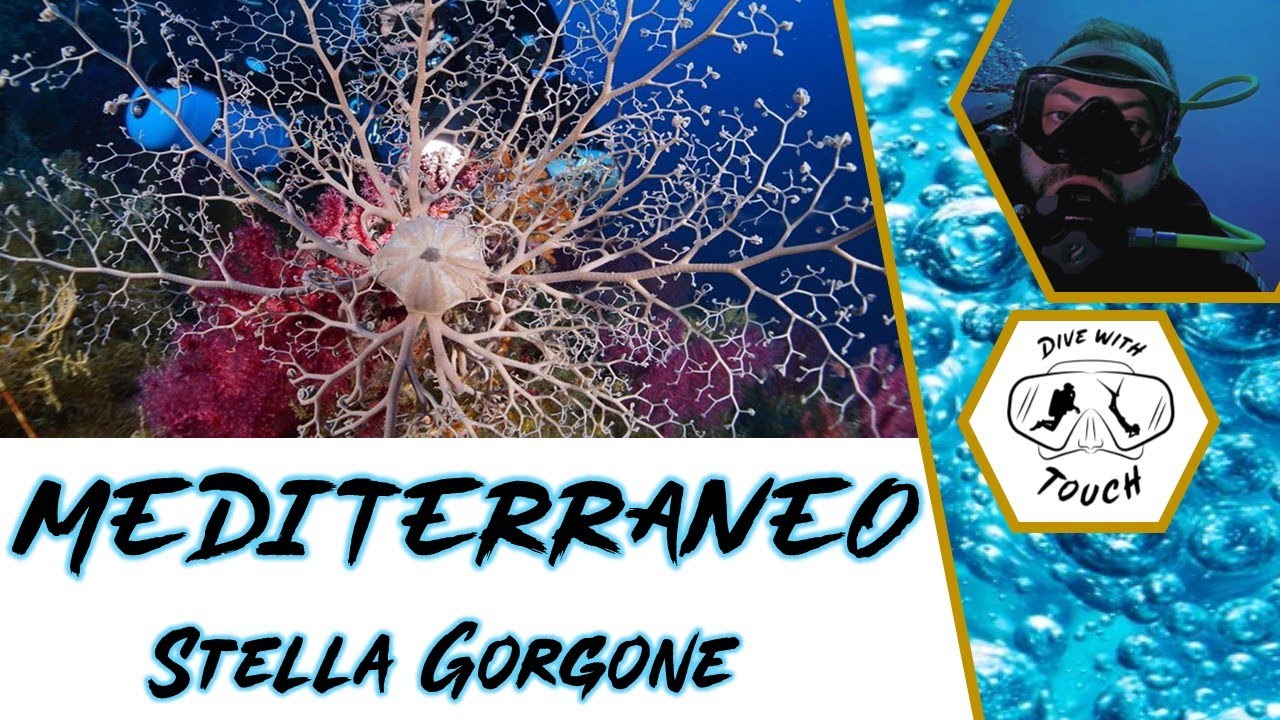 STELLA GORGONE - Mediterraneo, flora e fauna