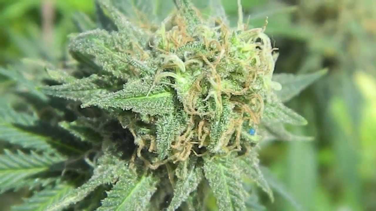 Weed Walk Eps.21