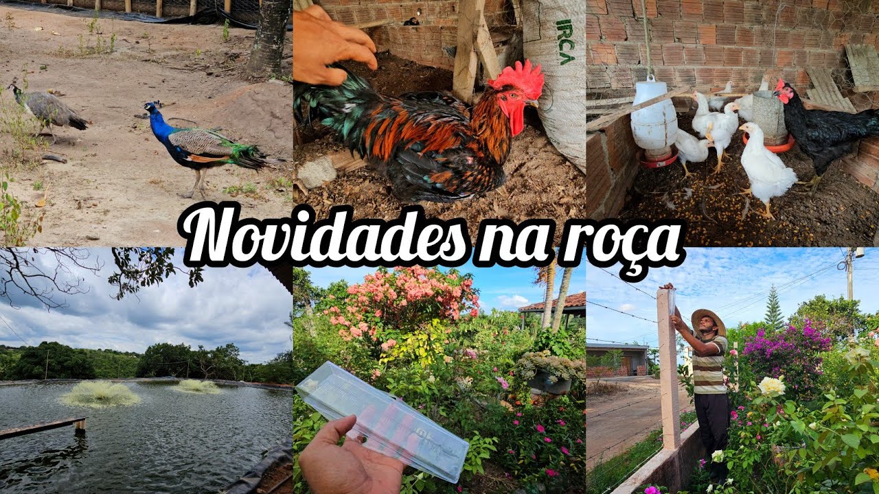 Aumentando  meu galinheiro e cuidando  das galinhas // novidades no sítio 