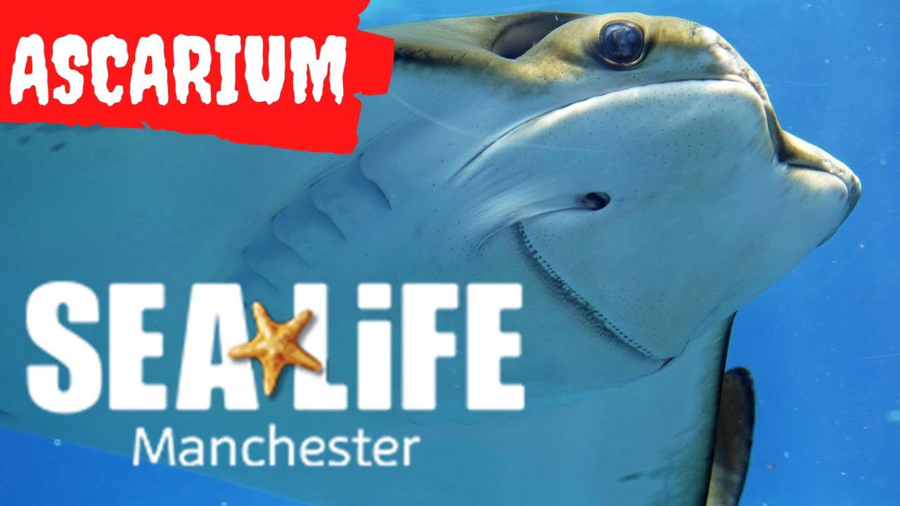 What's at the SEA LIFE Manchester Aquarium Halloween Event ASCARIUM