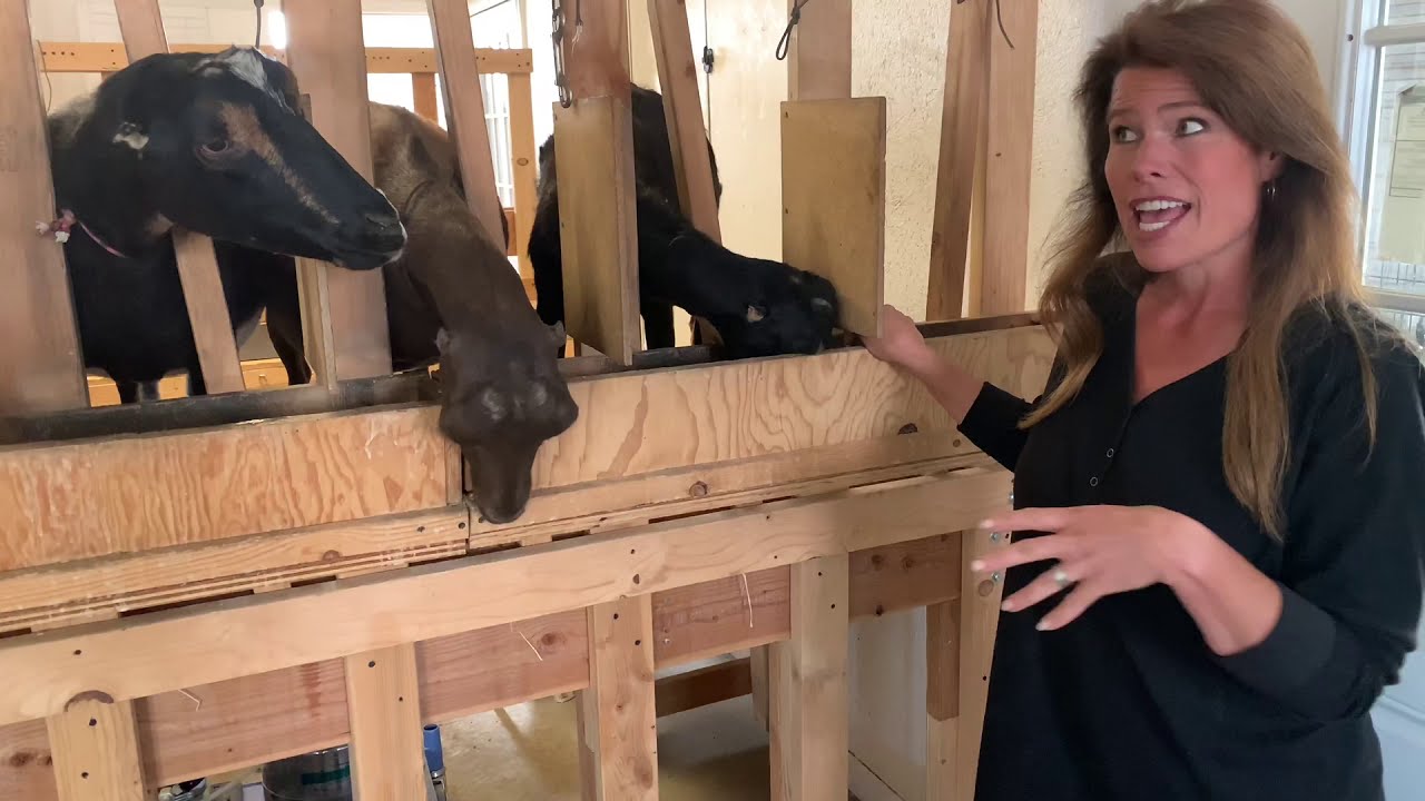 Provident Living With Mini Lamancha Goats