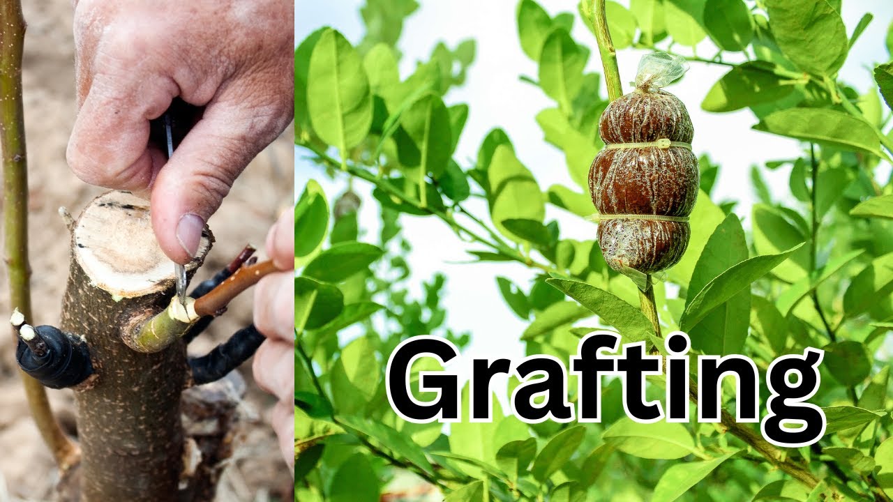 Best grafting technique for fruit plants  #satisfying #bonsai #asmr #shorts
