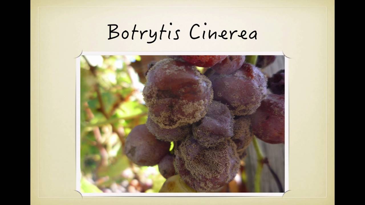 Winecast: Бордо, часть II
