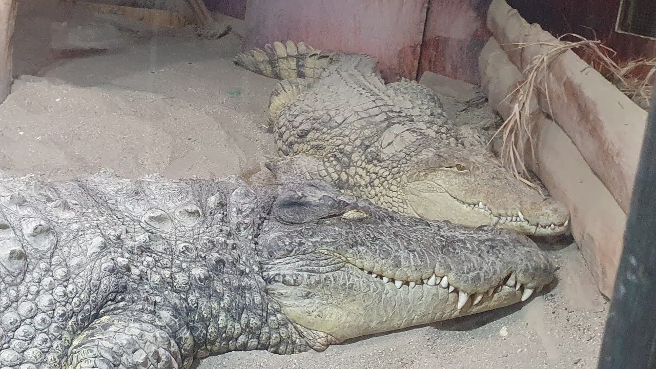 Cavallino vlog Spezial  2  Tropicarium Lido di Jesolo Juni 2025 