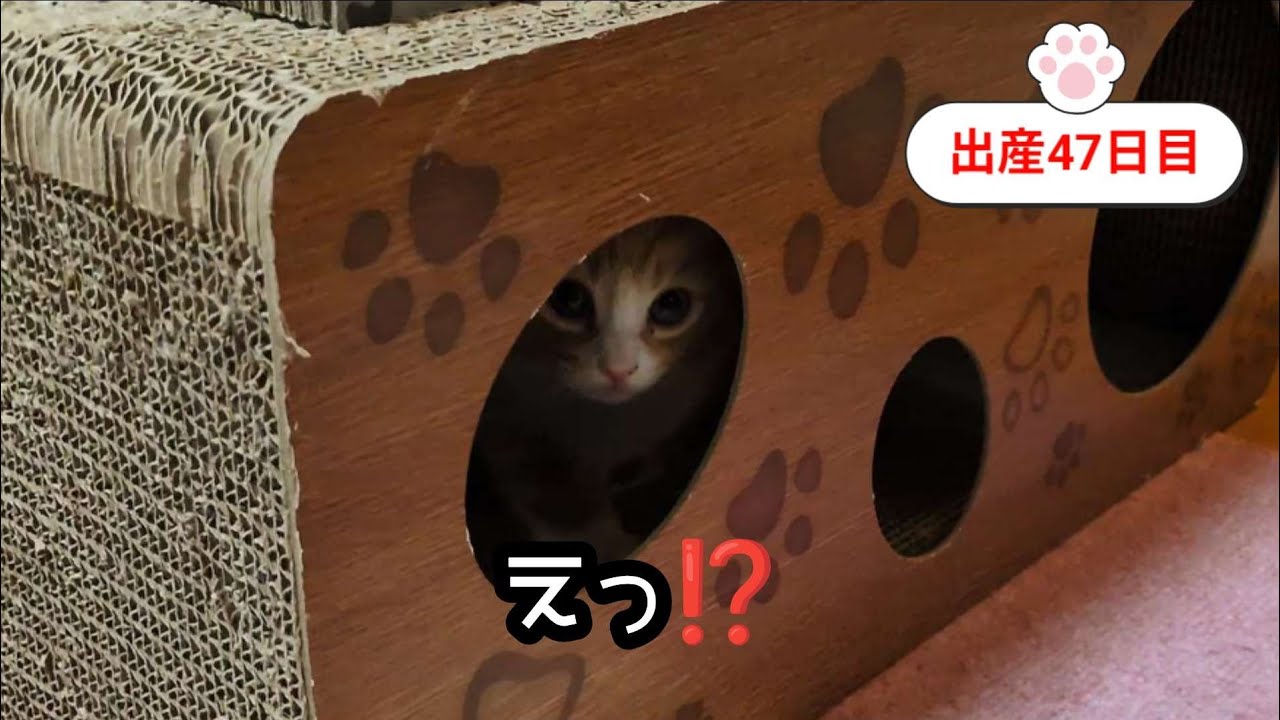 [生後47日目]初の脱走者が出ました❗️