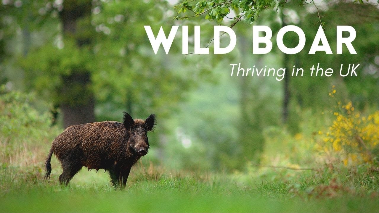 Wild Boar Thriving in the UK! - Rewilding
