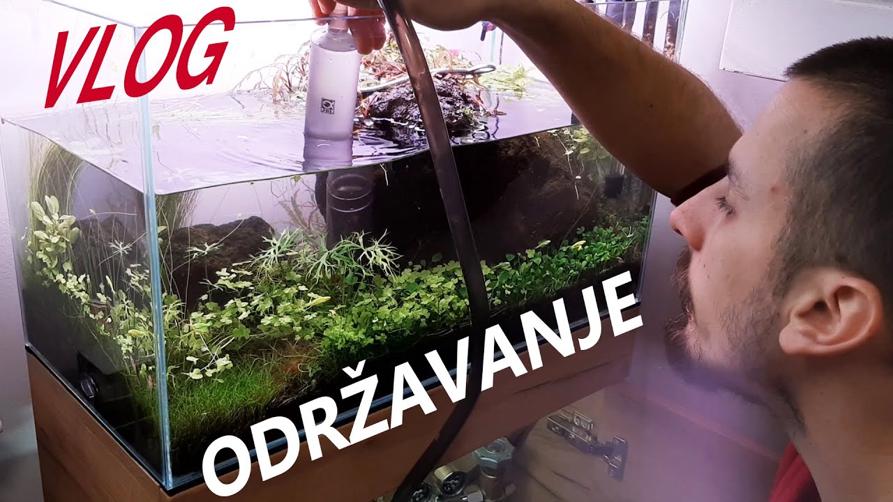 Kako održavam mali biljni akvarijum? Redovno sređivanje / sifoniranje / menjanje vode II VLOG #1