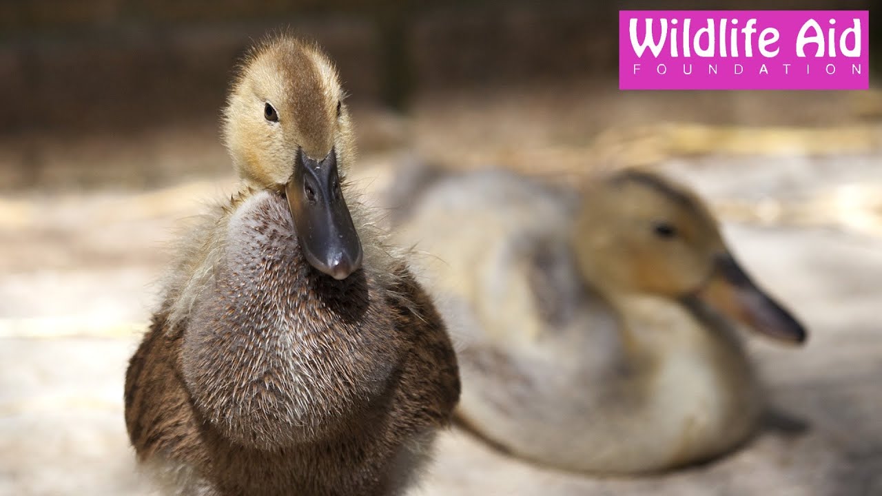 Our resident ducklings are growing fast!