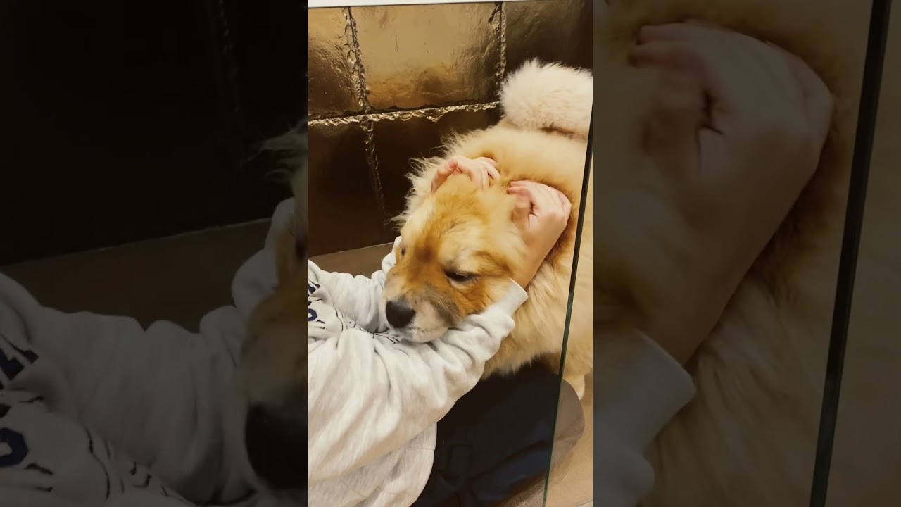 Cane pazzo