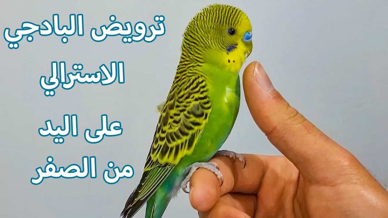 ترويض طائر البادجي الاسترالي الاخضر العادي الخائف بدون قص الجناح من الصفر