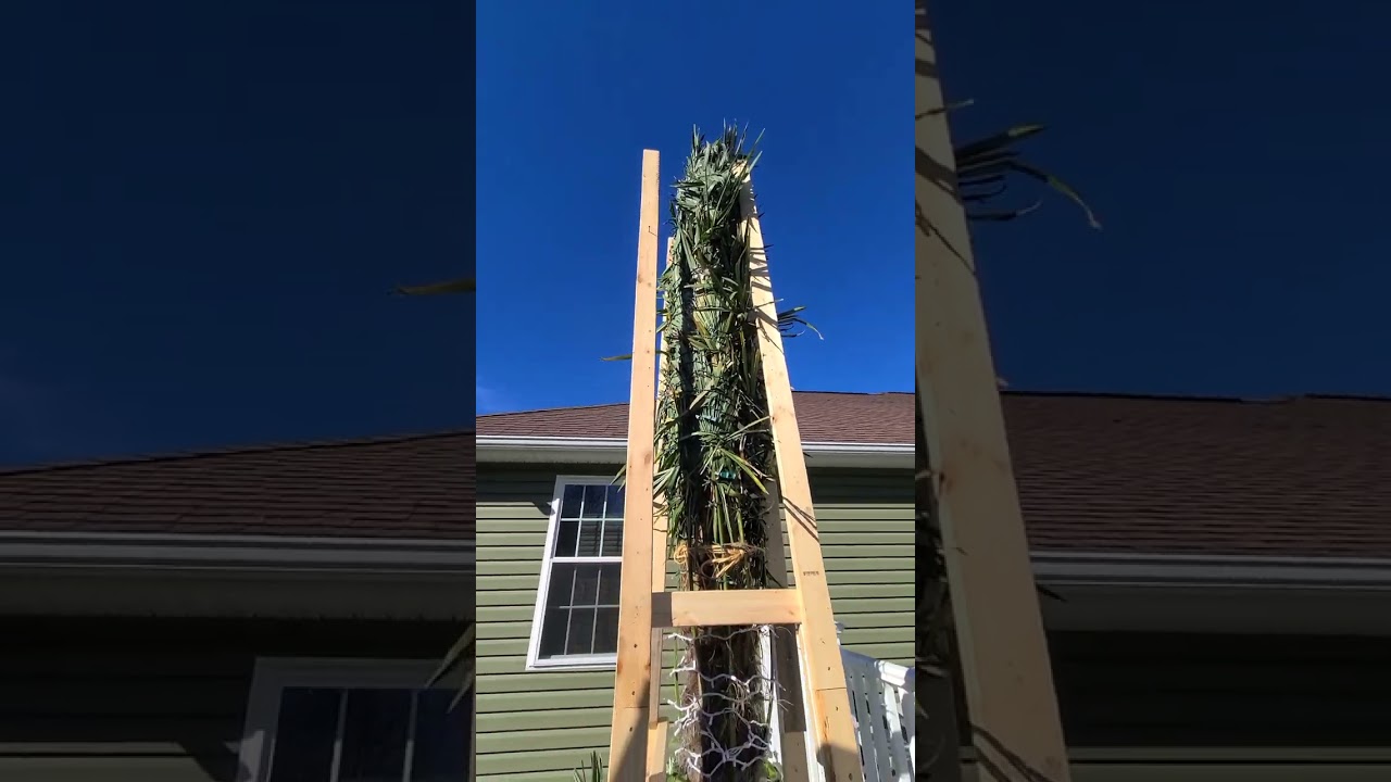 Winter protection for windmill palm in Pennsylvania