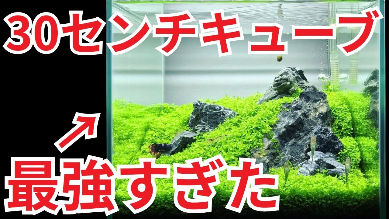 【初心者必見】小型水槽で、ワンランク上のアクアリウムを楽しむ方法
