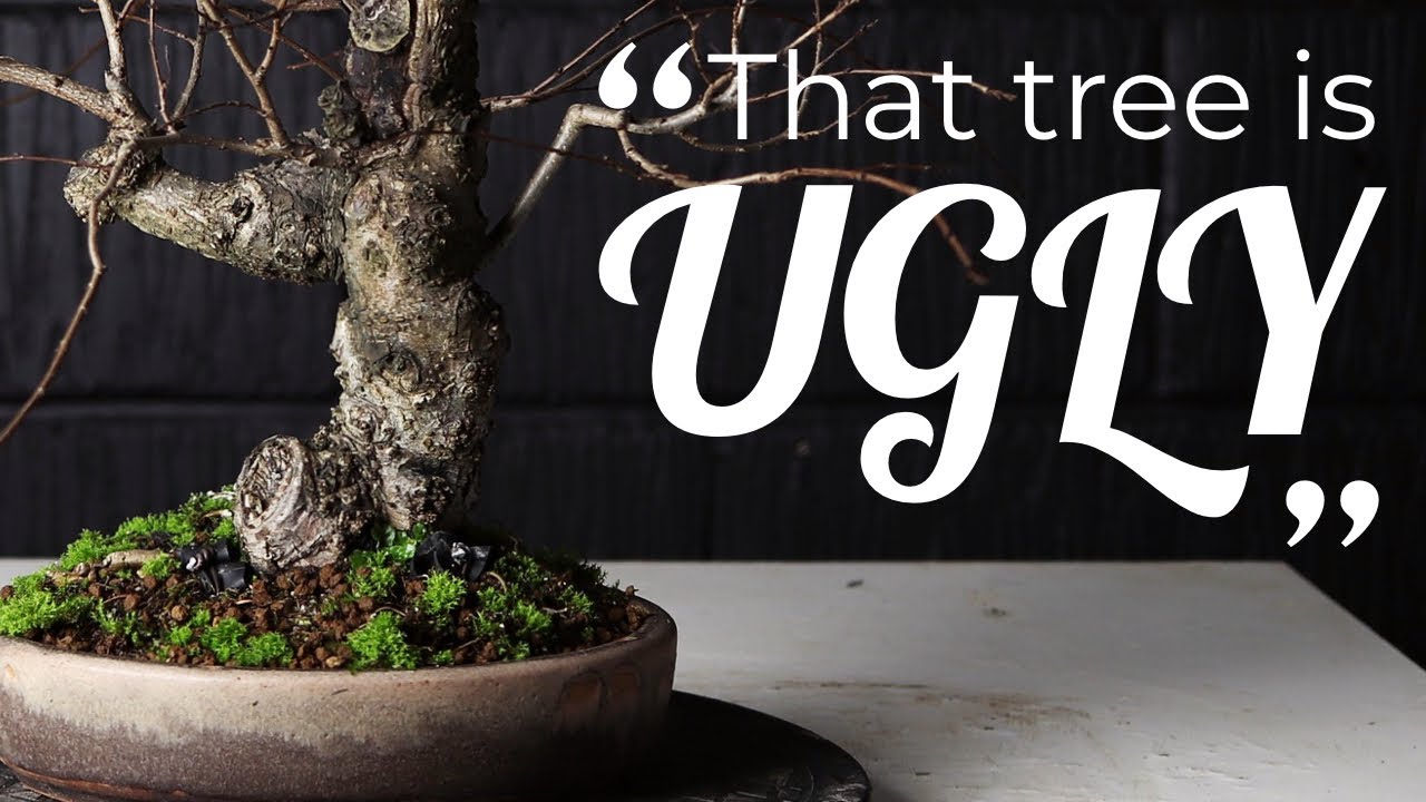 Maximising “Flawed” Bonsai Material?