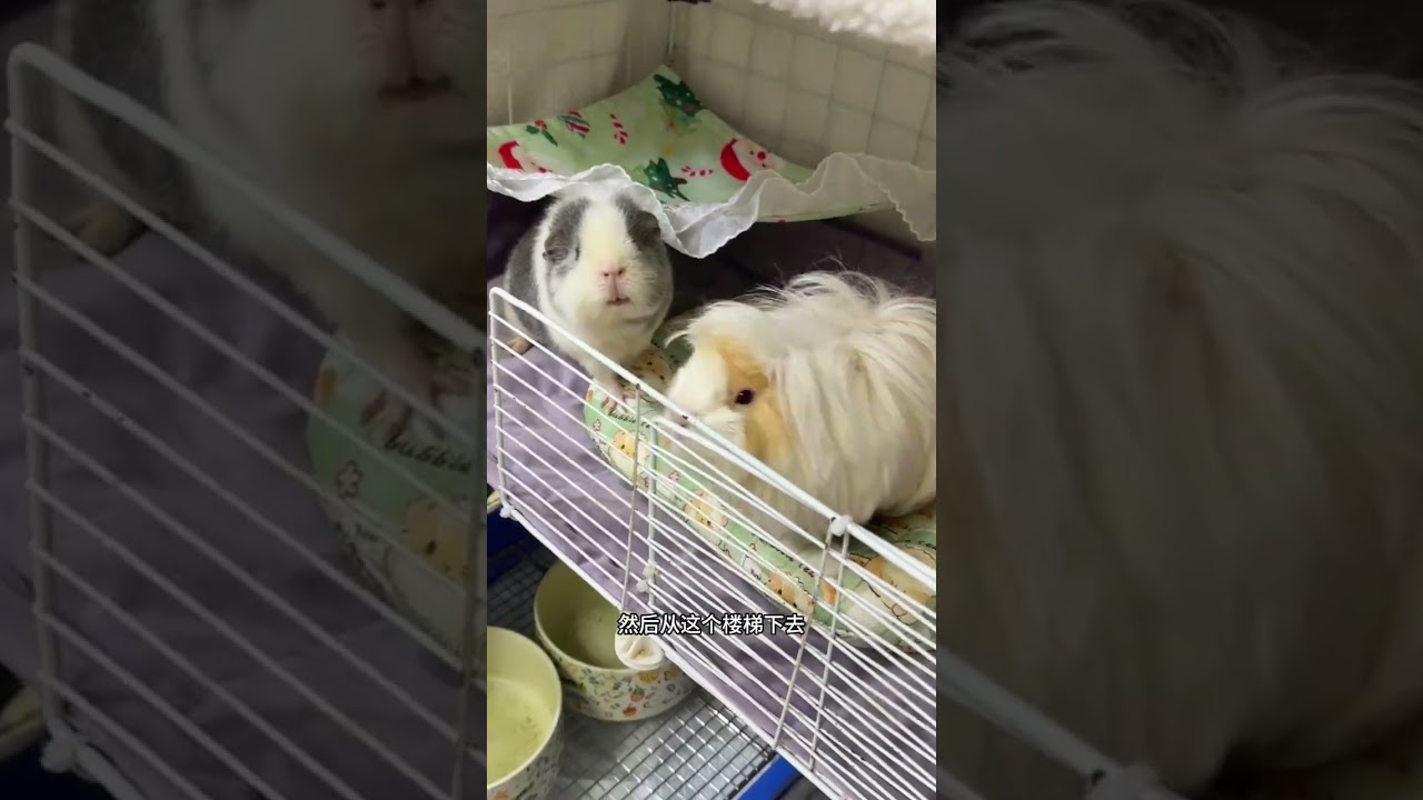 What do you want to see next time in the guinea pigs little nest