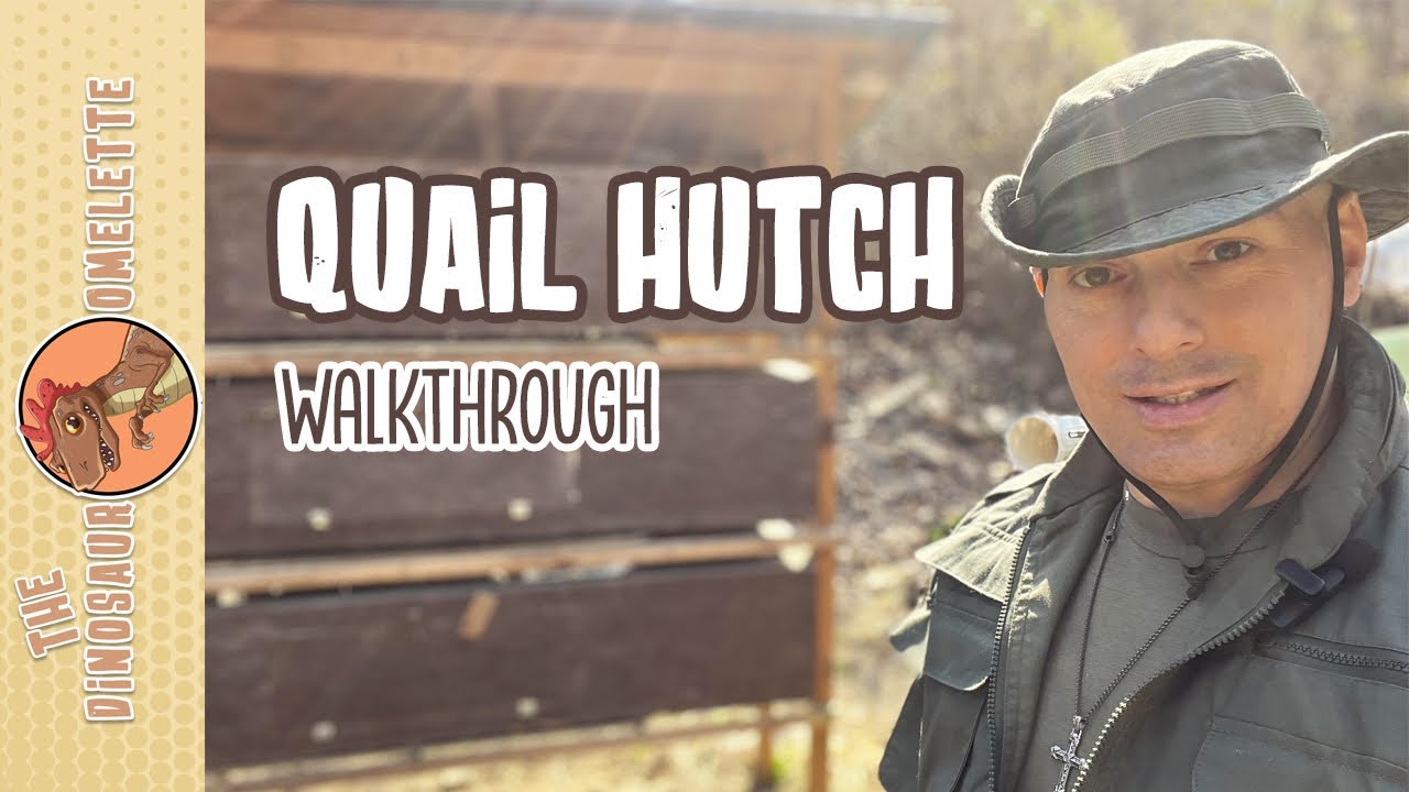 Как обустроить успешный домик для содержания перепелов с целью получения яиц и мяса.