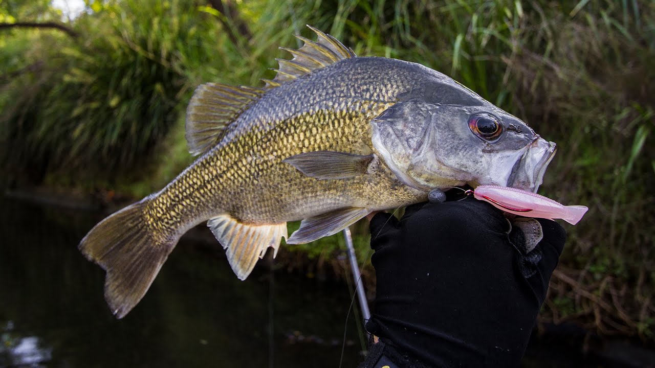 Skinny Water Australian Bass