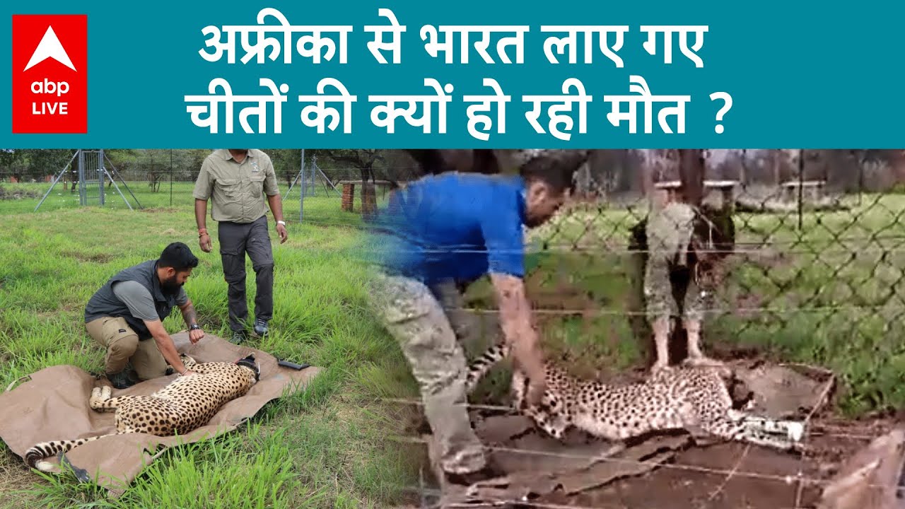Africa से India के Kuno National Park लाए गए 8 चीतों की हुई मौत, प्रधानमंत्री ने की समीक्षा बैठक |