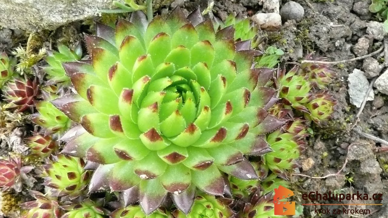 Jak pěstovat netřesk. Sempervivum