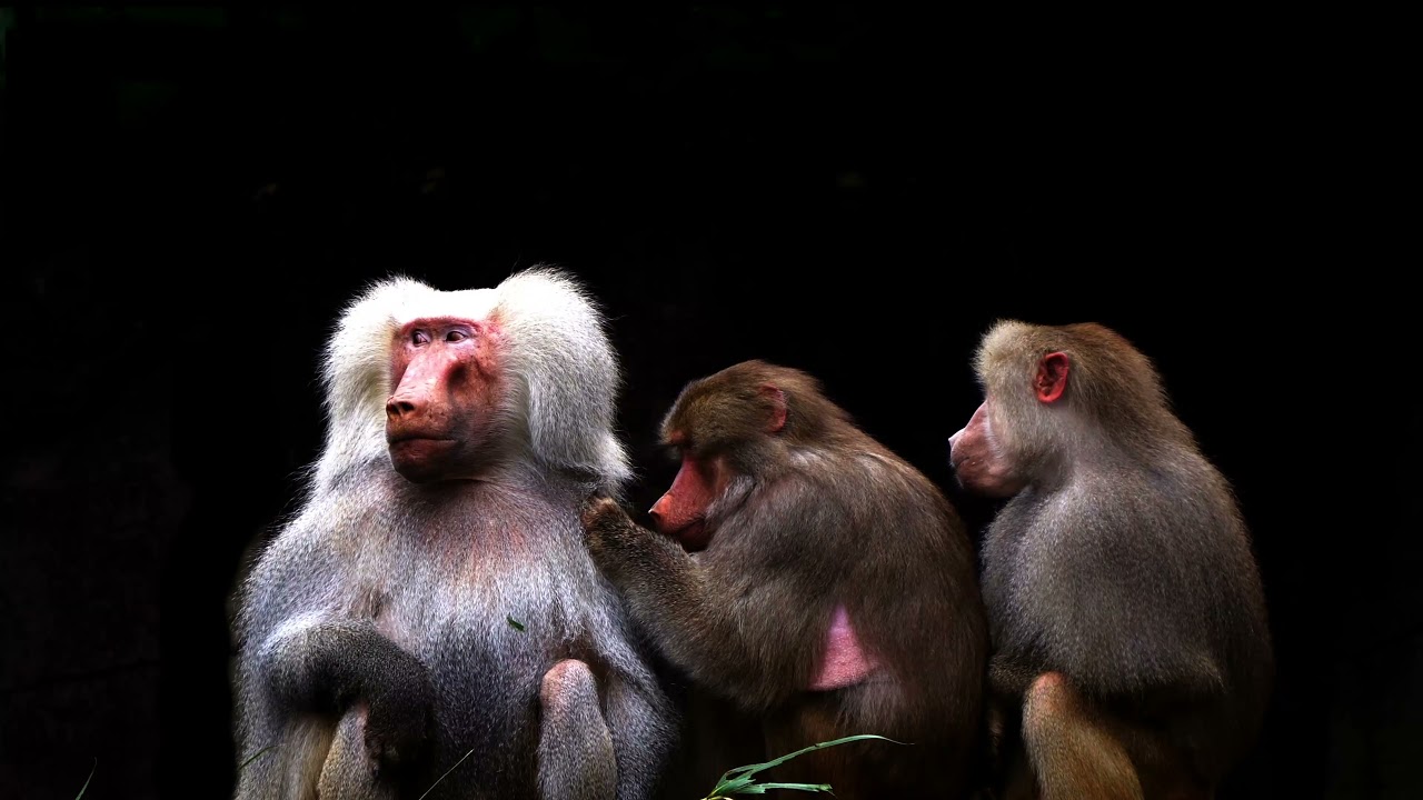 Baboon