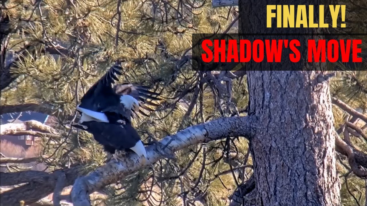 “Shadow is All In”: Love Moments Finally