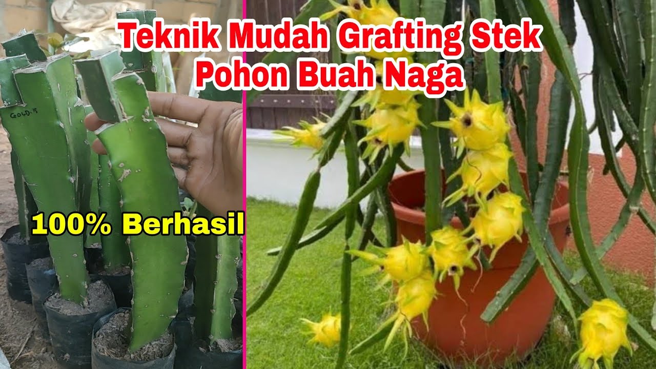 Teknik Mudah Grafting STEK Pohon Buah Naga 100% Berhasil