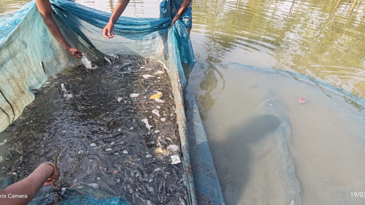 জাল দিয়ে পুখুরীতে অনেক পোনা মাছ মারলাম || Village Net Fishing Video || Viral Fishing Video 