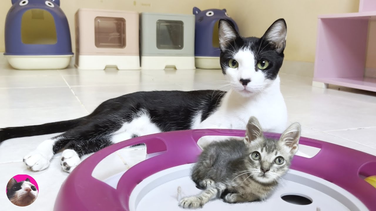 Му, пожилая кошка, решает обнять спасенного котенка и наполняется добротой и любовью.