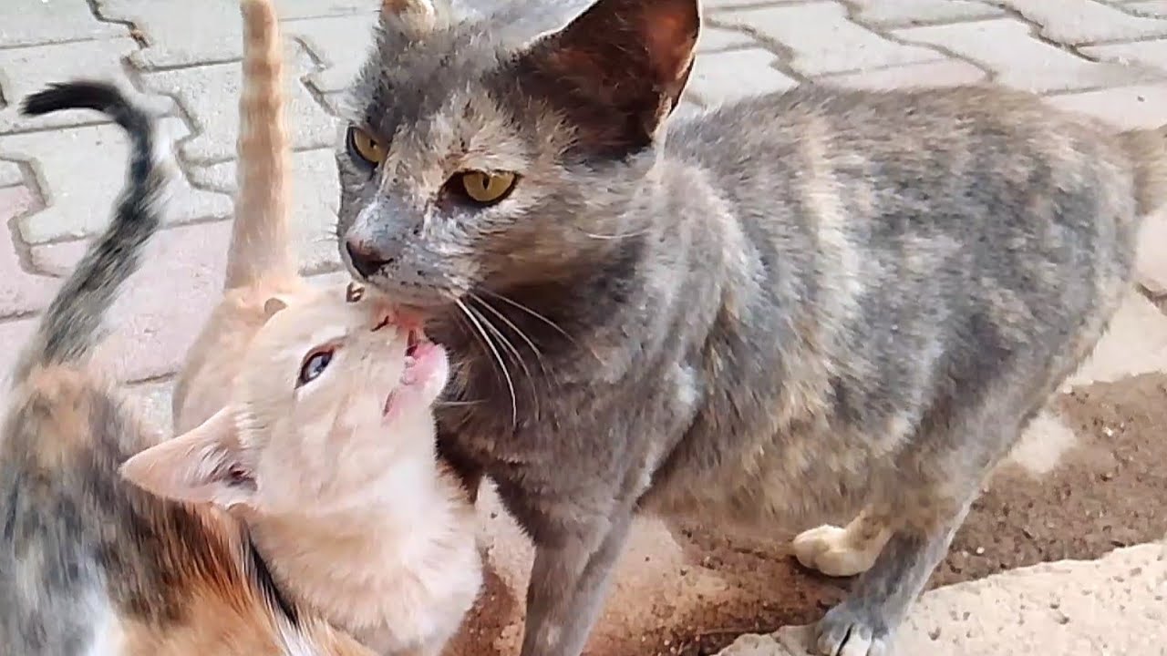 Kitten asks for milk but mother is not interested in feeding it