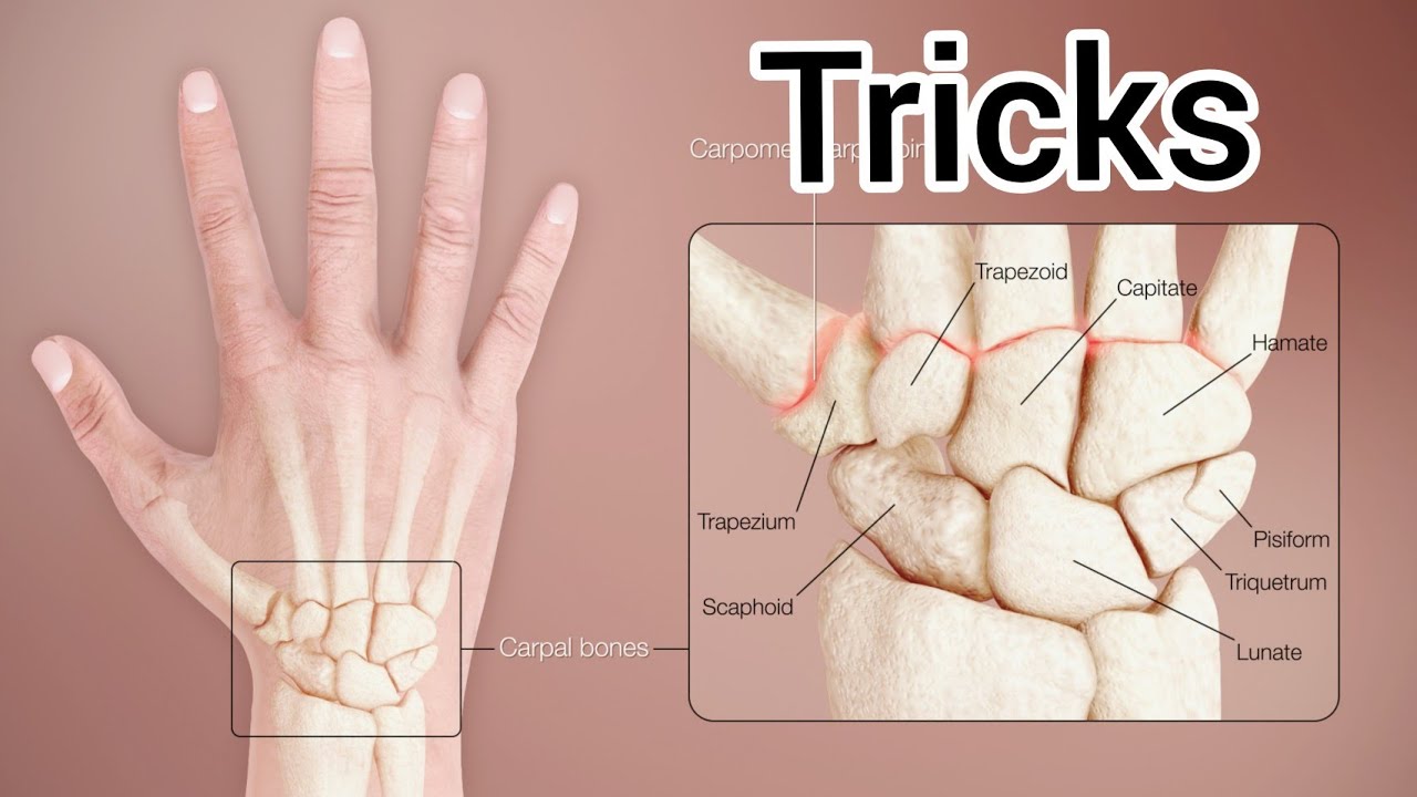 Tricks for carpal bones |Hand bones |  metacarpal | phalanges in hindi | Anatomy | NEET TRICKS