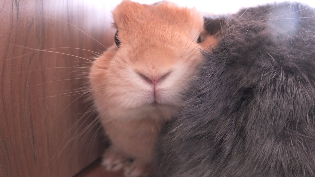 細身だと思い込んで狭い隙間に入り込んだら抜けなくなったムギ【No.1660】