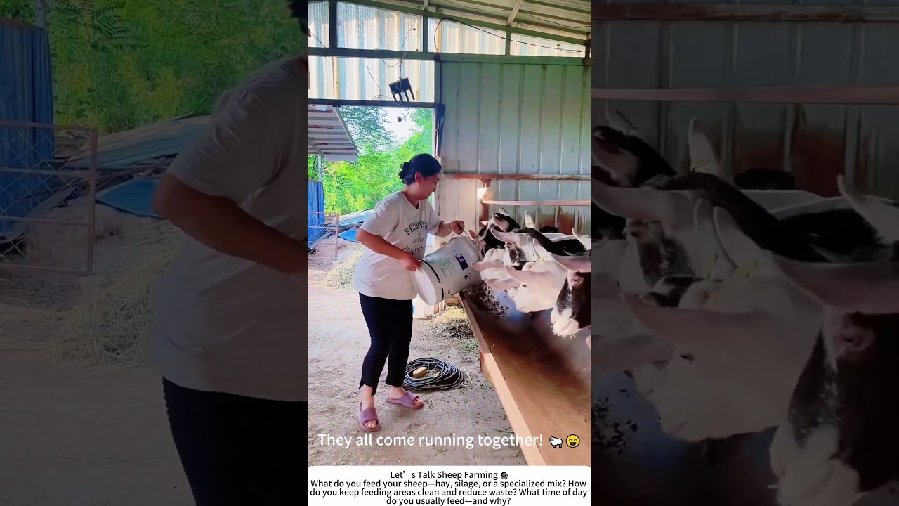 Feeding Time on the Sheep Farm &ndash; A Daily Gathering 🌾🐑