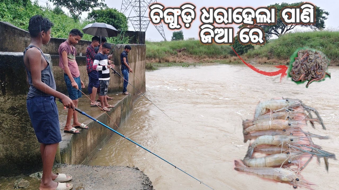 କେମିତି 🤔ଧରା ହୁଏ ଚିଙ୍ଗୁଡ଼ି 🦐!! ପାଣି ଜିଆ 🪱 ରେ ଧରା ହଉଚି ଚିଙ୍ଗୁଡ଼ି#bkgreatfishing 