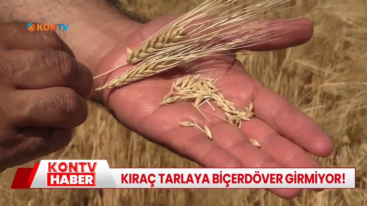 Konya Ovası'nda hasat başladı