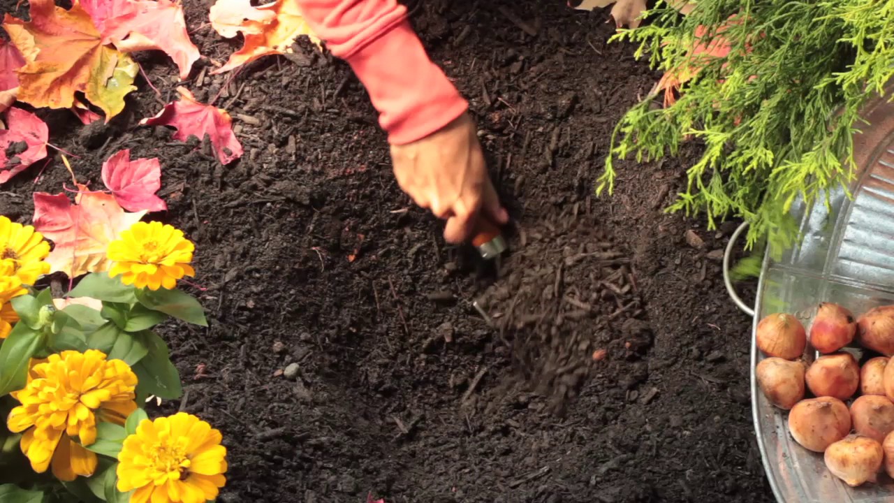 How To Fall Planting Flower Bulbs