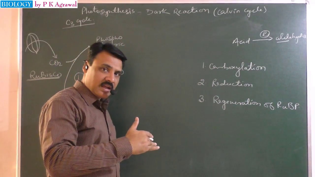 Dark Reaction Calvin C3 Cycle