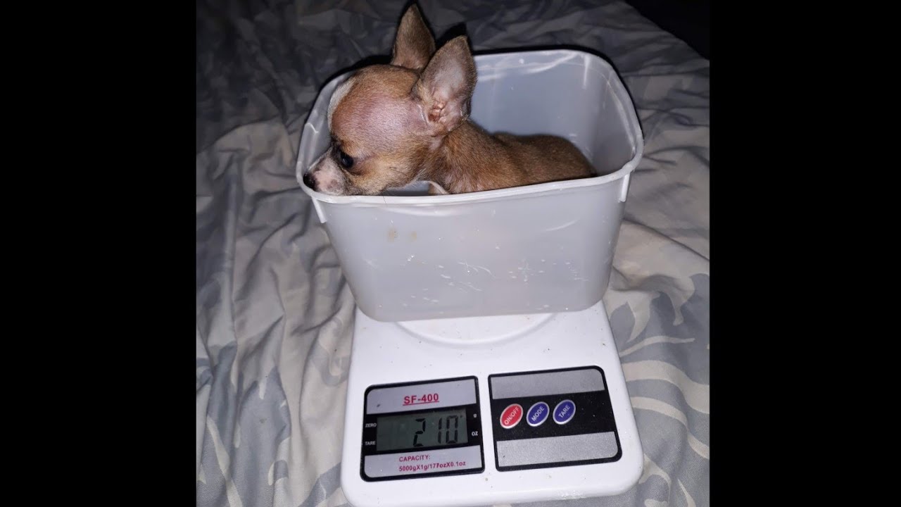 Onde comprei meu cachorrinho Pinscher e quanto foi?