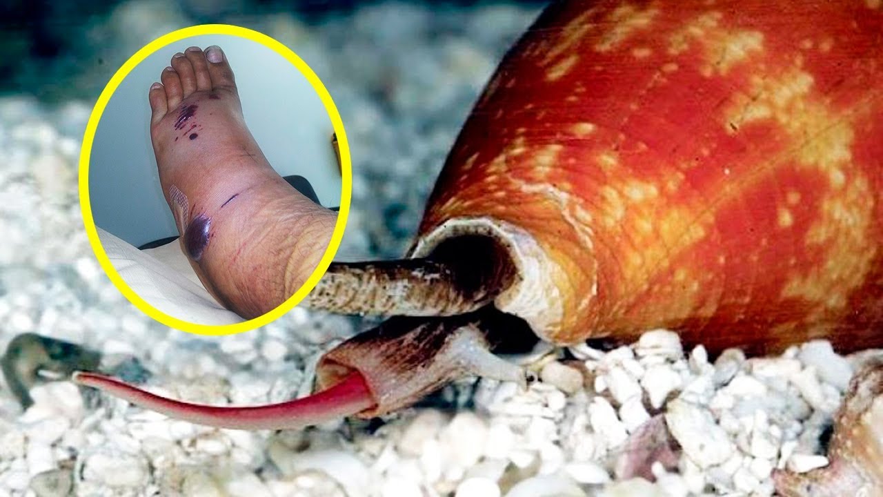 The Most VENOMOUS ANIMALS In Australia