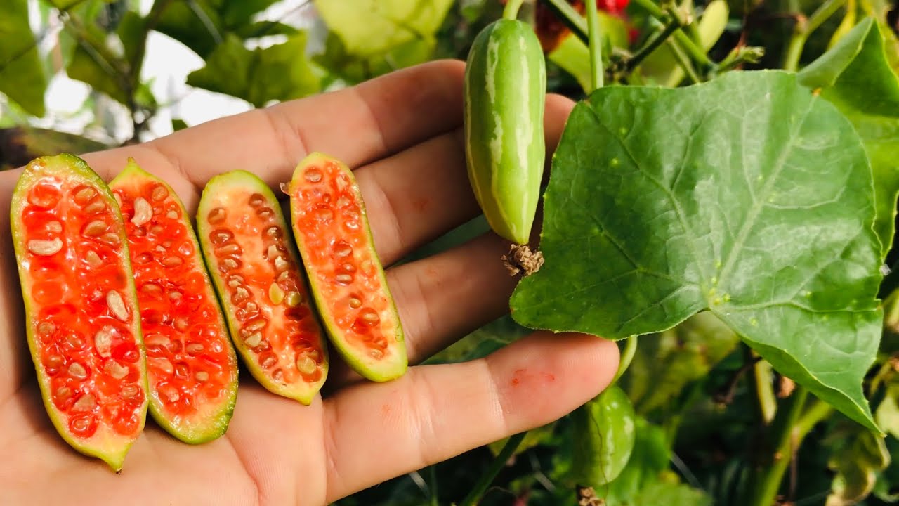 PEPINO VERMELHO / COCCINIA GRANDIS