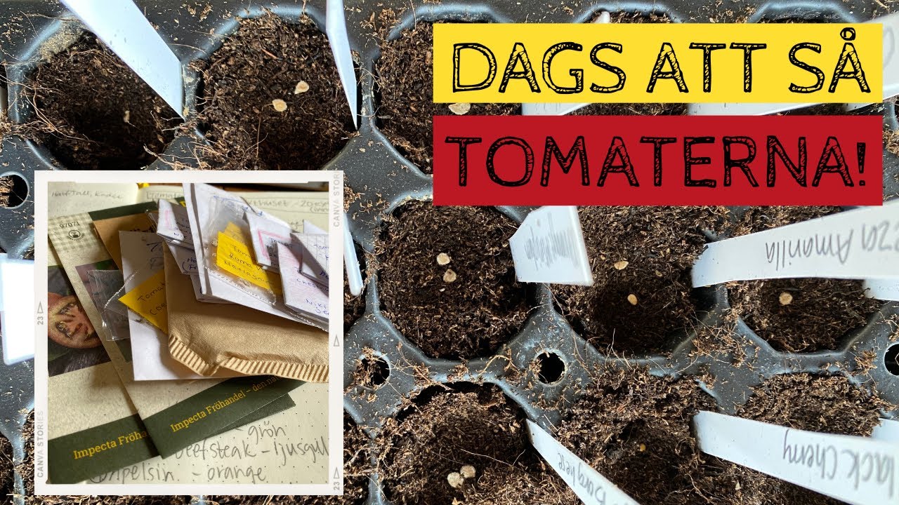 Dags att så TOMATERNA - Jag gör som tidigare år och provar både kallsådd och varmsådd