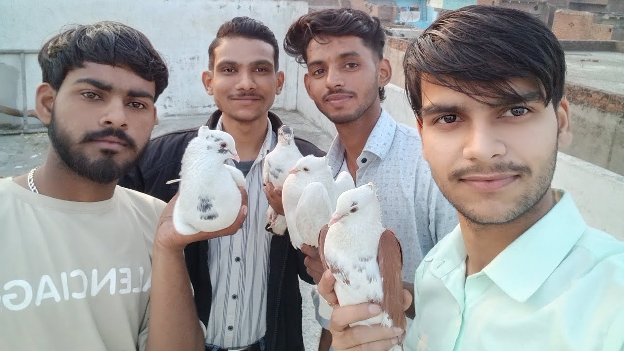 राजा कबूतर का परिवार  का  ब्लॉग