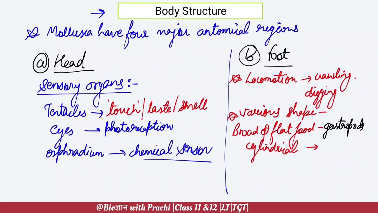 Phylum ~ Mollusca | LT grade ज्ञान Batch |TGT by Biogyanwithprachi