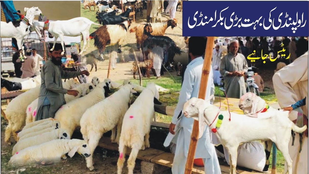 Rawalpindi Biggest Bakra Mandi 2023 || Mandi Mandra Rawalpindi Pakistan