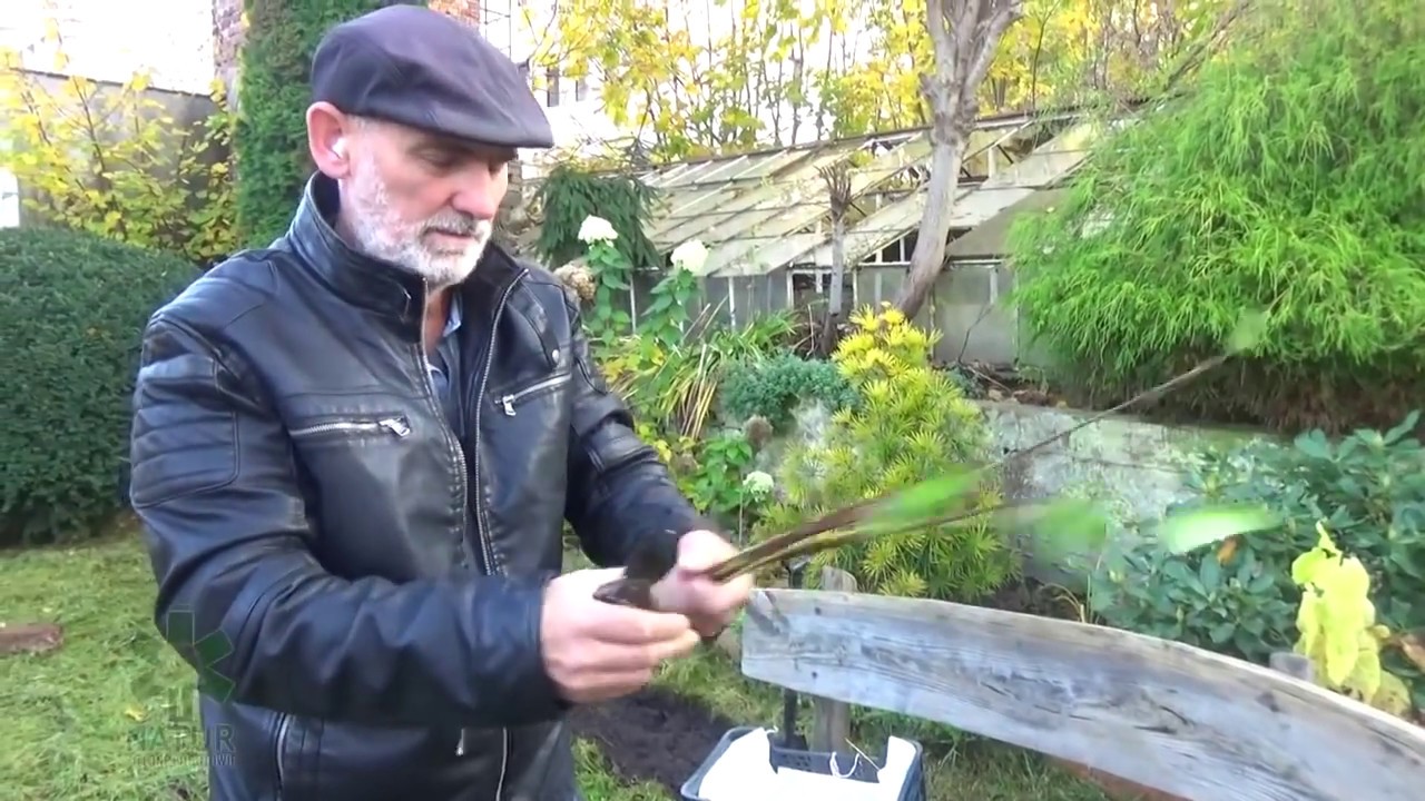 Jak rozmnożyć FORSYCJĘ?