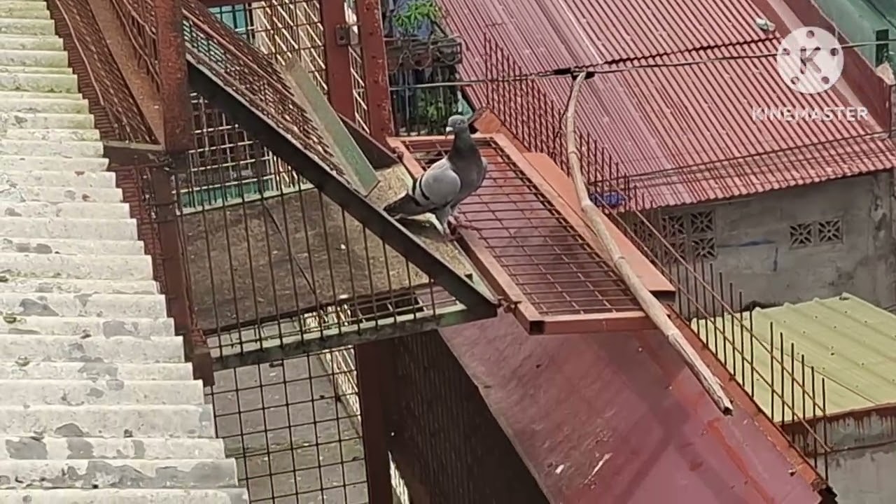 PIGEON ARRIVAL TAGUDIN ILOCOS SUR 293 KMS! DURUGAN NA NAMAN ANG LABANAN