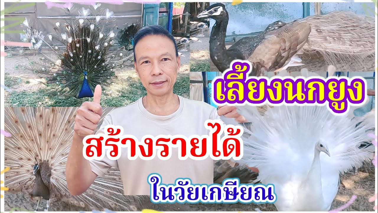 เลี้ยงนกยูง สร้างรายได้ ในวัยเกษียณ ที่บ้านรักนกยูง สุวินทวงศ์51 (รายละเอียดการเลี้ยงครบในคลิป)