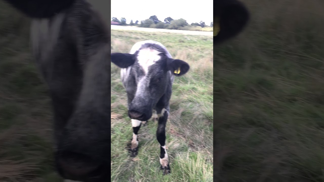 Girl chased by bull and 100 cows while walking her Pyrenean mountain dog. How to prevent stampede!