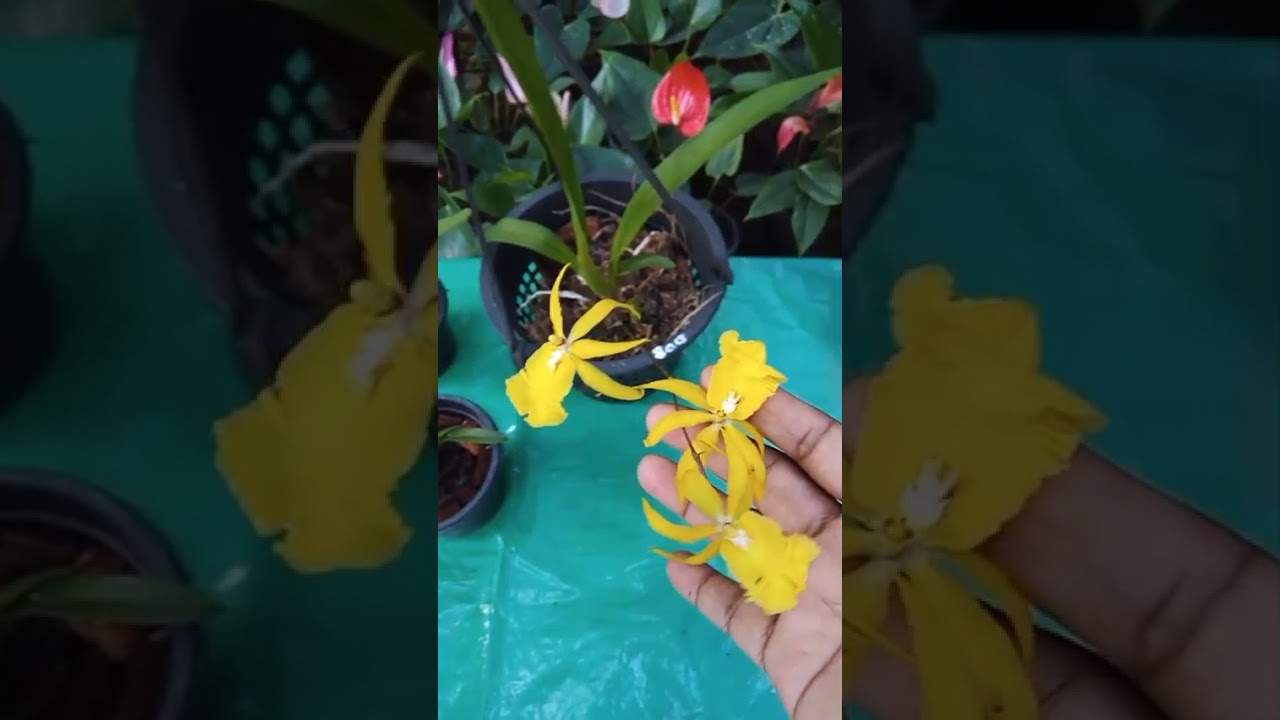 කැන්ඩියන් ඩාන්සර්, ඔන්සීඩියම් කාටද ඔනී 0772448684