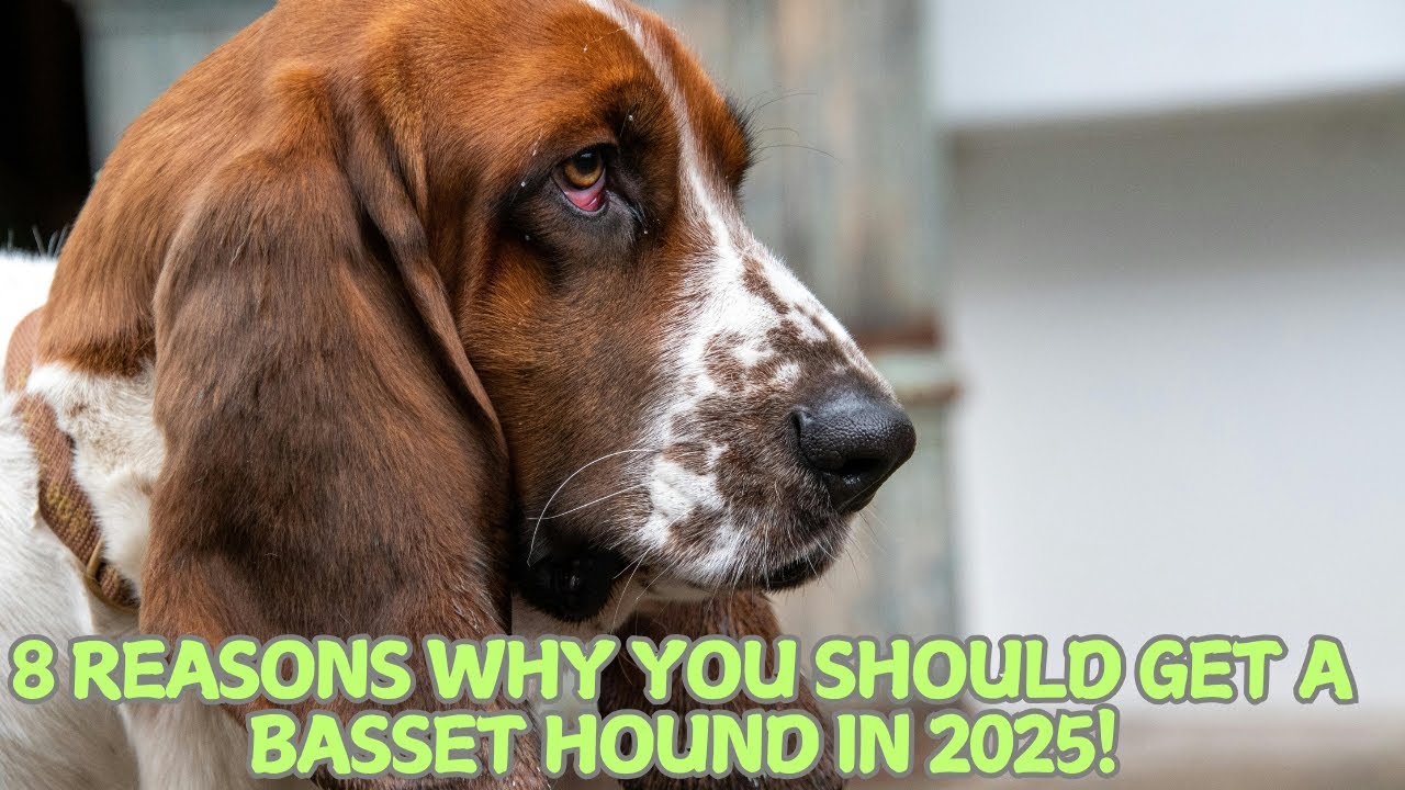 8 Reasons Why You Should Get a Basset Hound in 2025! 🐶