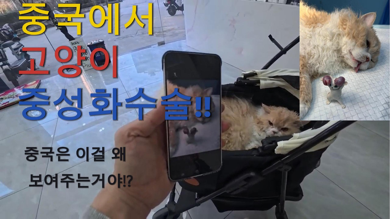 중국에서 키우는 고양이 중성화수술!!